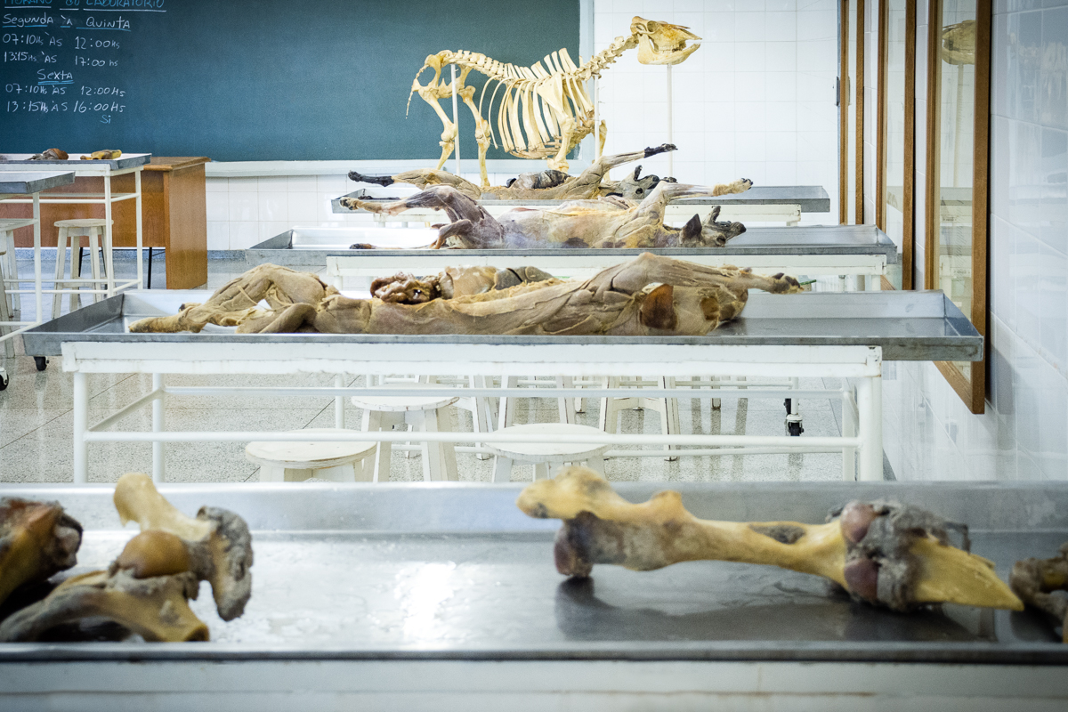 Laboratório de anatomia animal